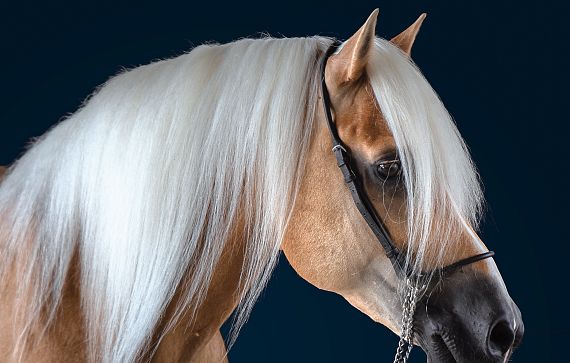 Ein elegantes Pferd mit langem, weißem Mähnenhaar und einem braunen Fell. Es trägt ein schwarzes Halfter und steht vor einem dunkelblauen Hintergrund.