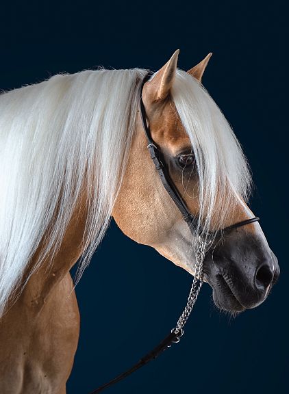 A close-up of a palomino horse with a smooth, cream-colored coat and long, flowing, white mane, set against a dark blue background.