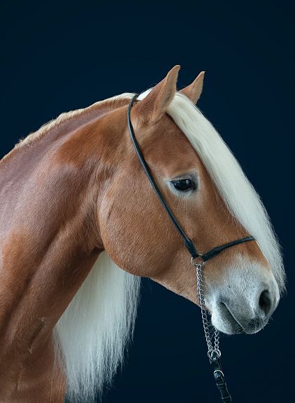 Close-up of a brown horse with a creamy mane against a dark background, showing its calm expression and glossy coat. The horse is wearing a bridle.