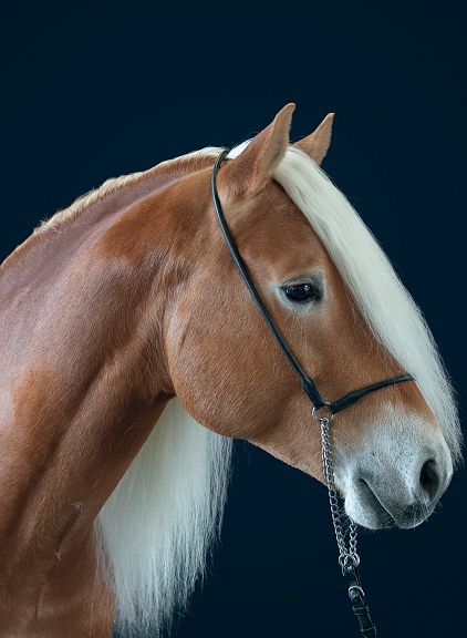 Un cavallo dall'aspetto maestoso con criniera bianca e mantello marrone chiaro in posa contro uno sfondo scuro.