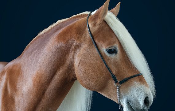 Nahaufnahme eines braunen Pferdes mit langer, weißer Mähne vor dunklem Hintergrund. Das Pferd trägt ein schlichtes Zaumzeug.