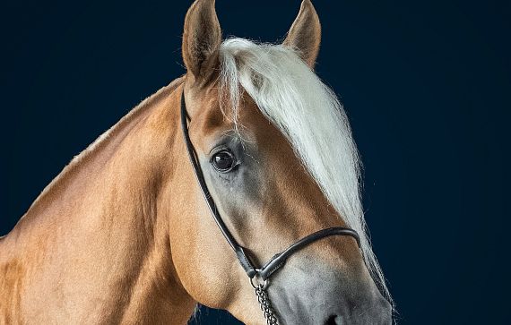 Ein elegantes, braunes Pferd mit blonder Mähne und weißem Schopf, vor dunklem Hintergrund. Das Pferd trägt ein schlichtes, dunkles Halfter.