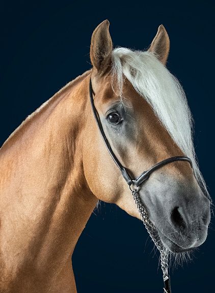 A chestnut horse with a light mane against a dark background. The horse is wearing a bridle and has attentive, expressive eyes.