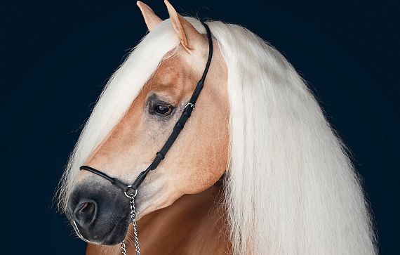 Ein elegantes, hellbraunes Pferd mit langer, fließender weißer Mähne vor einem dunklen Hintergrund. Das Pferd trägt ein schlichtes schwarzes Halfter.