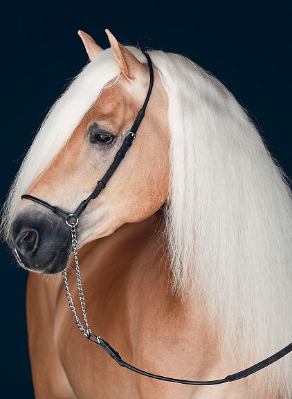 A beautiful palomino horse with a long, flowing white mane and smooth golden coat against a dark background, wearing a simple black bridle.