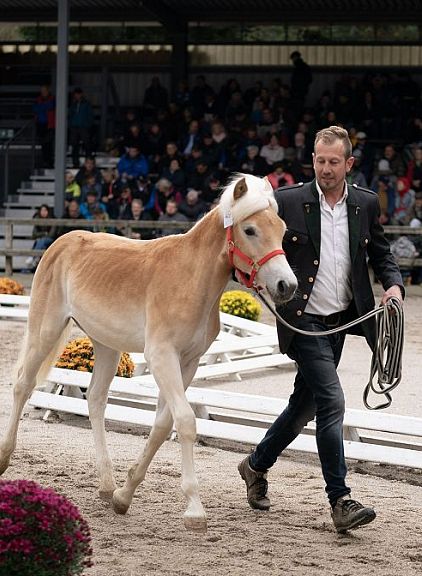 Ein Mann führt ein Fohlen durch eine Reitarena, gesäumt von Zuschauern auf Tribünen. Das Fohlen trägt ein Halfter, und bunte Blumen schmücken den Rand der Arena.