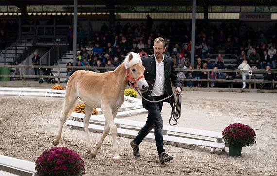 Ein Mann führt ein Fohlen durch eine Reitarena, gesäumt von Zuschauern auf Tribünen. Das Fohlen trägt ein Halfter, und bunte Blumen schmücken den Rand der Arena.