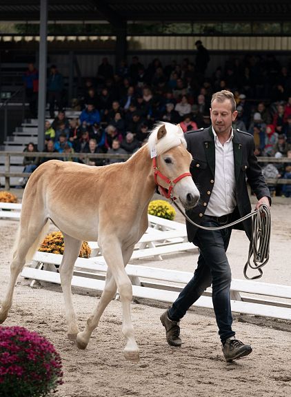 Ein Mann führt ein Fohlen durch eine Reitarena, gesäumt von Zuschauern auf Tribünen. Das Fohlen trägt ein Halfter, und bunte Blumen schmücken den Rand der Arena.