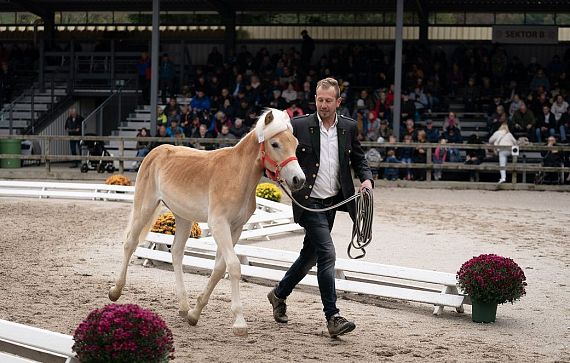 Ein Mann führt ein Fohlen durch eine Reitarena, gesäumt von Zuschauern auf Tribünen. Das Fohlen trägt ein Halfter, und bunte Blumen schmücken den Rand der Arena.