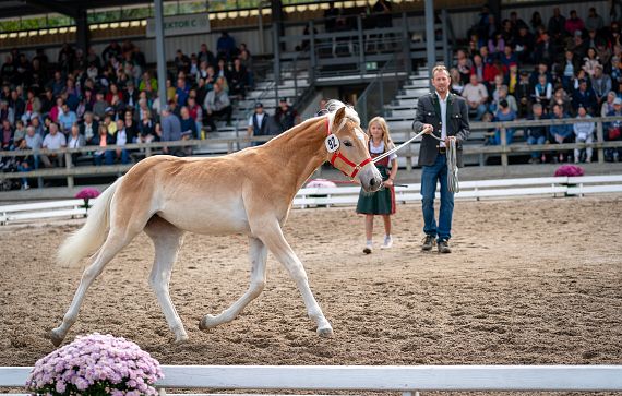 stutfohlenauktion-fohlenhof-ebbs-2