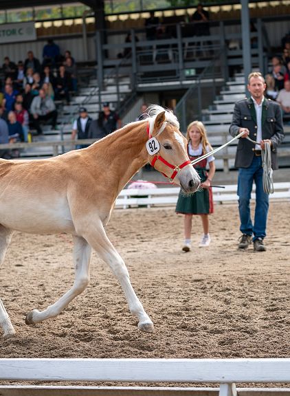 stutfohlenauktion-fohlenhof-ebbs-3