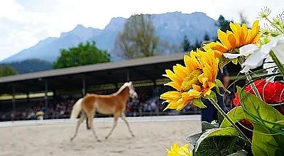 Ein braunes Pferd läuft auf einer Sandarena vor einer Zuschauertribüne. Im Vordergrund sind gelbe Sonnenblumen zu sehen, im Hintergrund Berge.