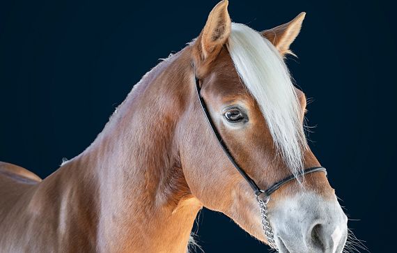 A close-up of a brown horse with a white mane against a dark background. The horse is wearing a simple bridle and looks calm and majestic.