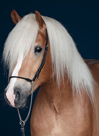 Un cavallo con un mantello marrone chiaro e criniera bianca lunga è ritratto, il suo muso mostra un'espressione calma e la criniera copre parte del viso.