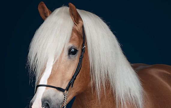 Nahaufnahme eines schönen braunen Pferdes mit langer, weißer Mähne, das einen schwarz-weißen Halter trägt. Der Hintergrund ist dunkelblau gehalten.