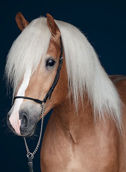 A beautiful Haflinger horse with a shiny brown coat and a long, flowing white mane against a dark blue background, wearing a black bridle.