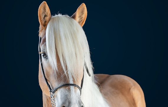 A beautiful chestnut horse with a long, flowing white mane stands against a dark blue background, highlighting its elegant features and gentle expression.
