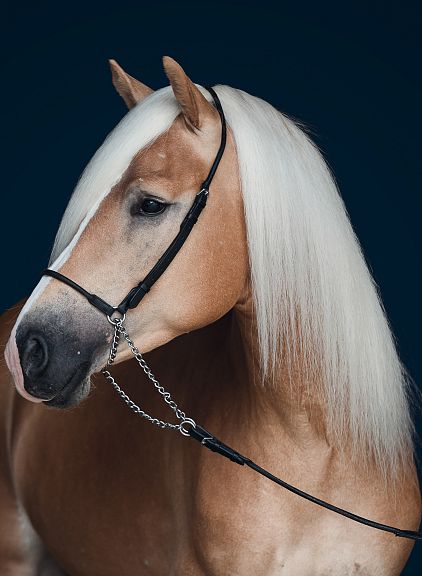 Cavallo dal manto marrone chiaro con criniera lunga e bianca. Sfondo blu scuro. Indossa una testiera nera e mostra un profilo elegante.