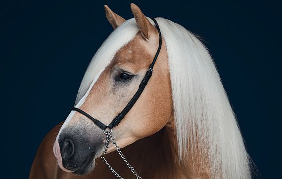 Porträt eines eleganten Haflinger-Pferdes mit glänzendem, hellbraunem Fell und einer prächtigen, weißen Mähne, die über die Seite fällt.