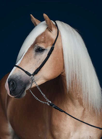 A portrait of a beautiful Haflinger horse with a golden coat and long, flowing white mane, standing against a dark background.