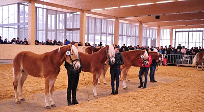 Tiroler Haflinger Hengstkörung 2021 = Online Veranstaltung