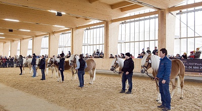 Resultati e video della licenza dei stalloni Haflinger dal Tirolo 2021