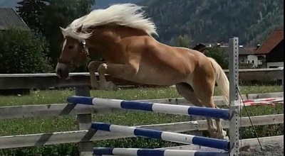 Lynn - Junge Tiroler Haflinger Zuchtstute