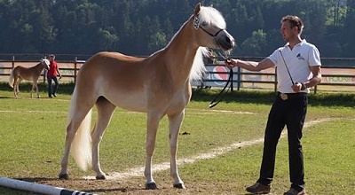 Mylin - Tiroler Haflinger cavalla