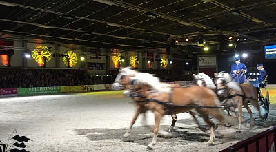Das reingezogene Tiroler Haflinger Pferd erstmals auf der Fête Impériale