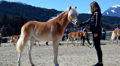 Valutazione delle cavalle di un anno 2024