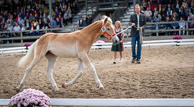 58. Tiroler Haflinger Stutfohlen Auktion