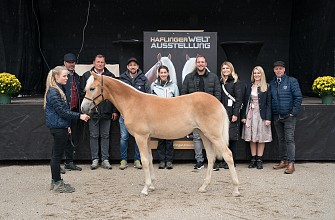 Nachbericht - 58. Tiroler Haflinger Stutfohlen Auktion 2024