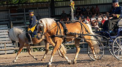 Eröffnungsfeier mit Hengstparade