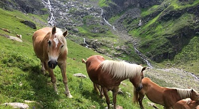 Tiroler Haflinger Pferde im Almsommer 2017