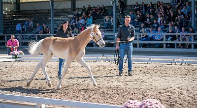 57th Haflinger Filly Auction