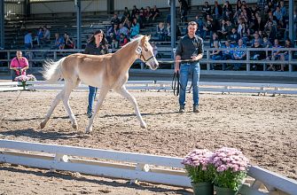 57. Tiroler Haflinger Stutfohlen Auktion