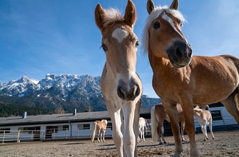 Stud farm is daily open!