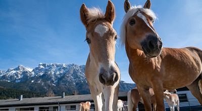 Stud farm is daily open!