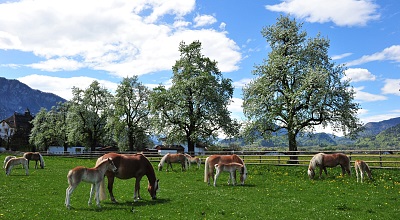 Presseinformation: Fohlenhof Ebbs – das Weltzentrum der Haflinger Pferde