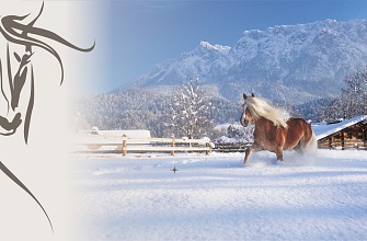 Ebbser Haflinger Advent