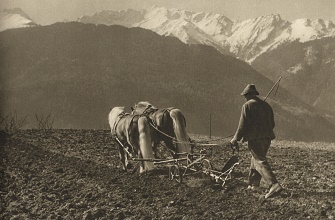 L'Haflinger Incontri in Tirolo, Alto Adige e Trentino