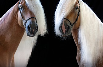 Esposizione Mondiale Haflinger