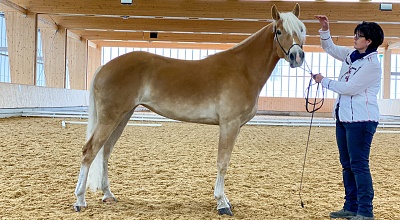 Lynn - Giovane covata haflinger tirolese