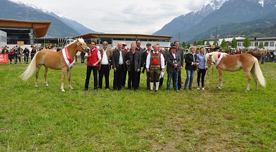 Osttiroler Bezirks Pferde Ausstellung