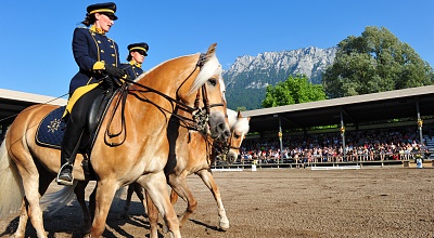 Die Haflinger Shows