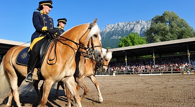 Haflinger Shows