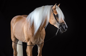 Active breeding stallions in the Haflinger Horse Breeding Association Tyrol