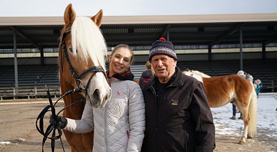 Tyrolean Haflinger Stallion Selection