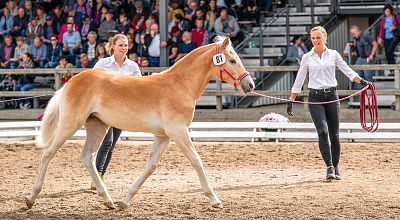 Presseinformation - Tiroler Haflinger Stutfohlen Auktion
