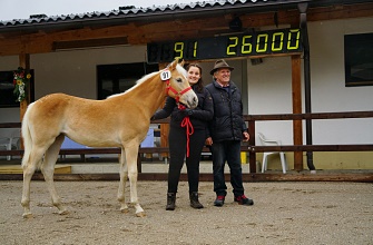 Tiroler Haflinger Stutfohlen Versteigerung